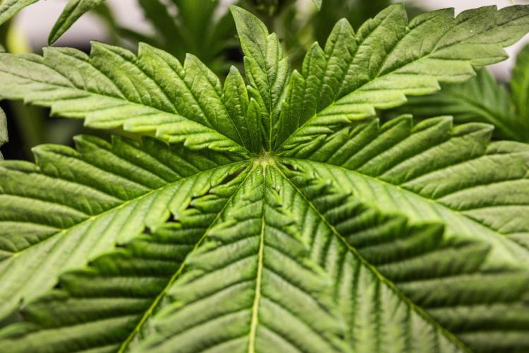 Tropicana Cookies Purple - Farm #21. Week 2 - Tropicana Cookies - Day 14.