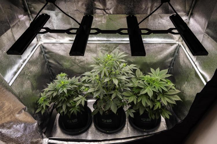 Royal Creamatic - Farm #21. Week 3 - Butterflies Little Farm - Week 3.