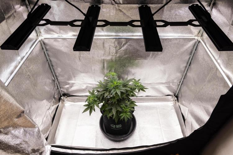 Royal Creamatic - Farm #21. Week 3 - Royal Creamatic - Day 21.