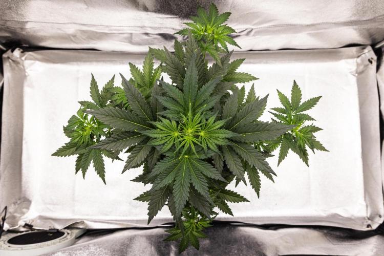 Royal Creamatic - Farm #21. Week 3 - Royal Creamatic - Day 21.