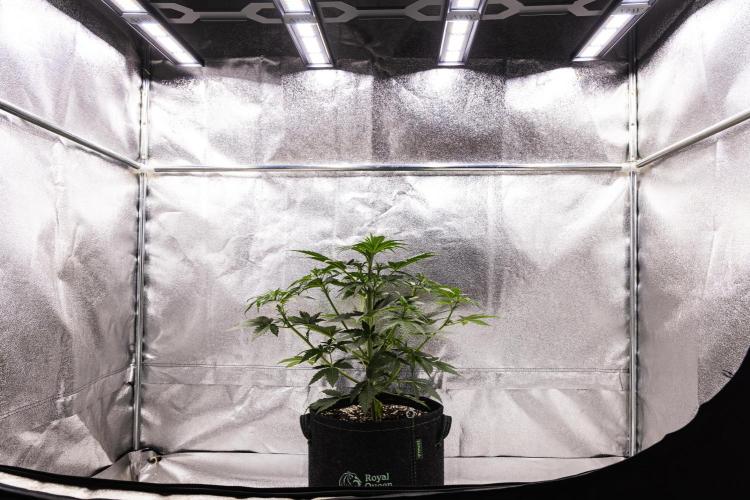 Royal Creamatic - Farm #21. Week 3 - Royal Creamatic - Day 21.