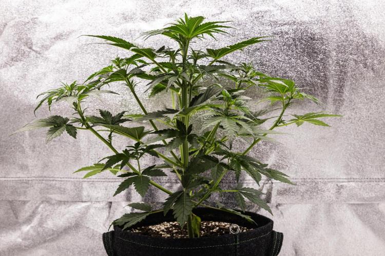 Royal Creamatic - Farm #21. Week 3 - Royal Creamatic - Day 21.