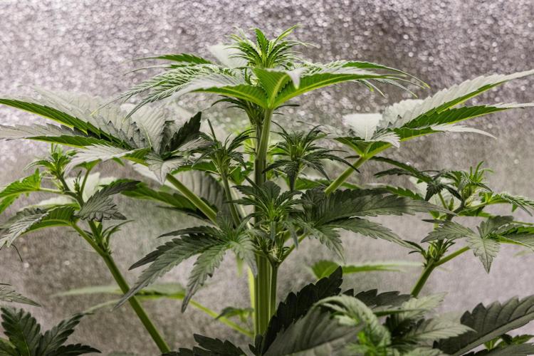 Royal Creamatic - Farm #21. Week 3 - Royal Creamatic - Day 21.