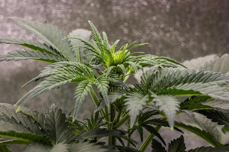 Royal Creamatic - Farm #21. Week 3 - Royal Creamatic - Day 21.