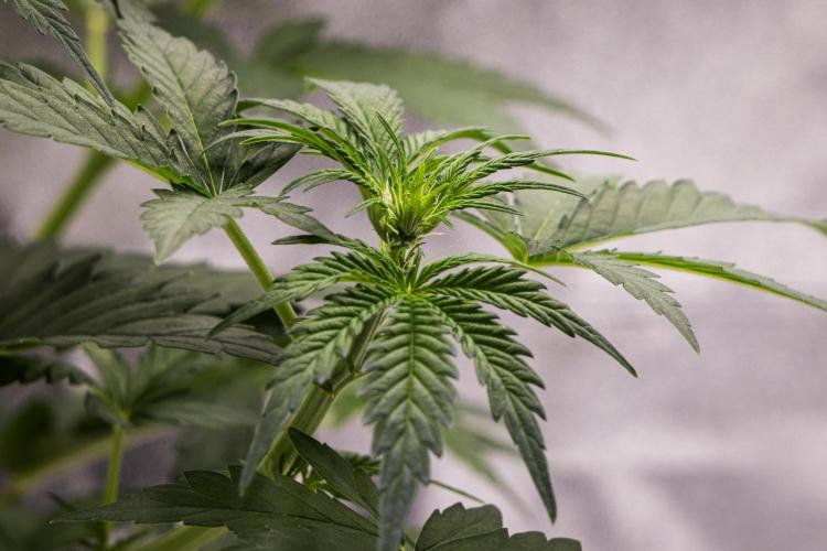 Royal Creamatic - Farm #21. Week 3 - Royal Creamatic - Day 21.