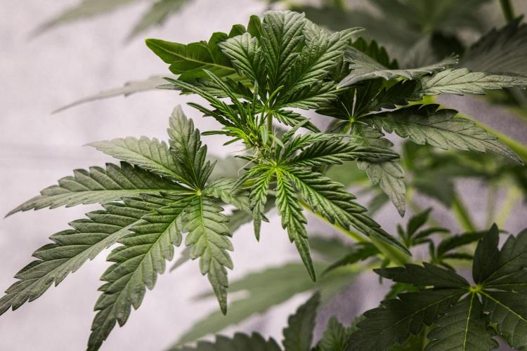 Royal Creamatic - Farm #21. Week 3 - Royal Creamatic - Day 21.