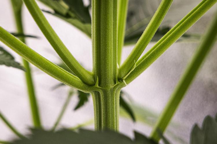 Royal Creamatic - Farm #21. Week 3 - Royal Creamatic - Day 21.