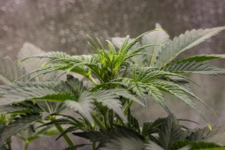 Royal Creamatic - Farm #21. Week 3 - Royal Creamatic - Day 21.