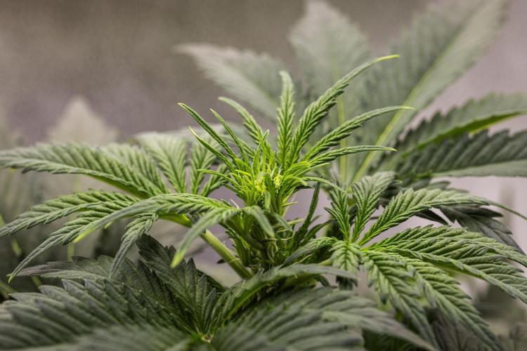 Royal Creamatic - Farm #21. Week 3 - Royal Creamatic - Day 21.