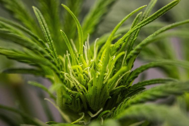 Royal Creamatic - Farm #21. Week 3 - Royal Creamatic - Day 21.