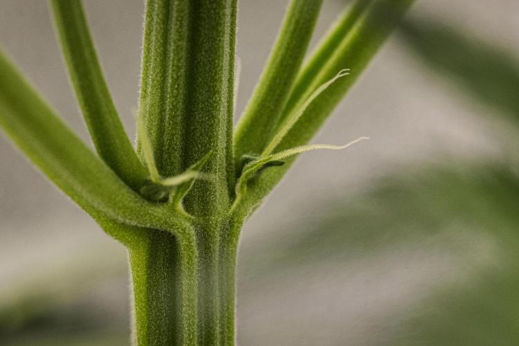 Royal Creamatic - Farm #21. Week 3 - Royal Creamatic - Day 21.