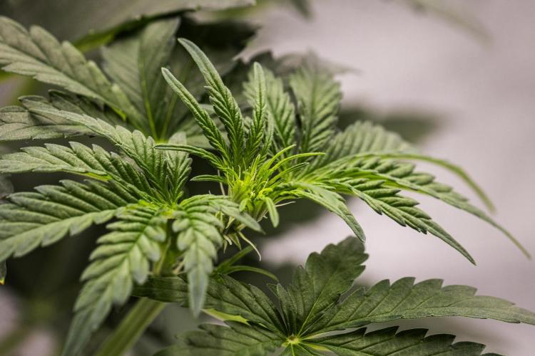 Royal Creamatic - Farm #21. Week 3 - Royal Creamatic - Day 21.