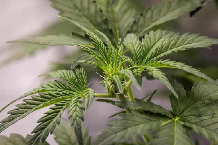 Royal Creamatic - Farm #21. Week 3 - Royal Creamatic - Day 21.