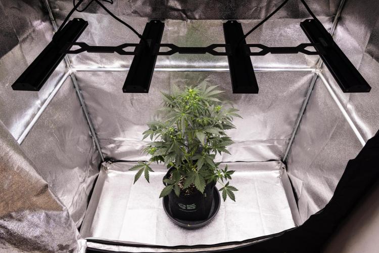 Sticky Queen - Farm #21. Week 3 - Sticky Queen - Day 21.