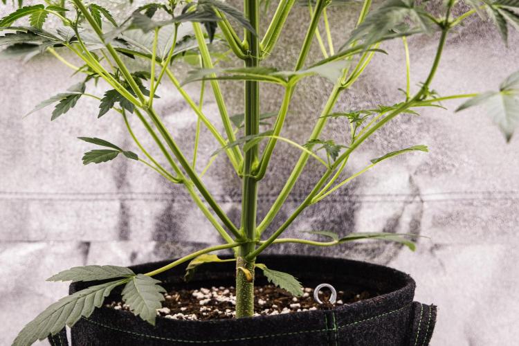 Sticky Queen - Farm #21. Week 3 - Sticky Queen - Day 21.