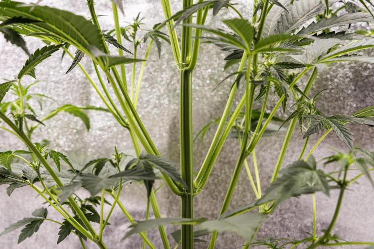 Sticky Queen - Farm #21. Week 3 - Sticky Queen - Day 21.