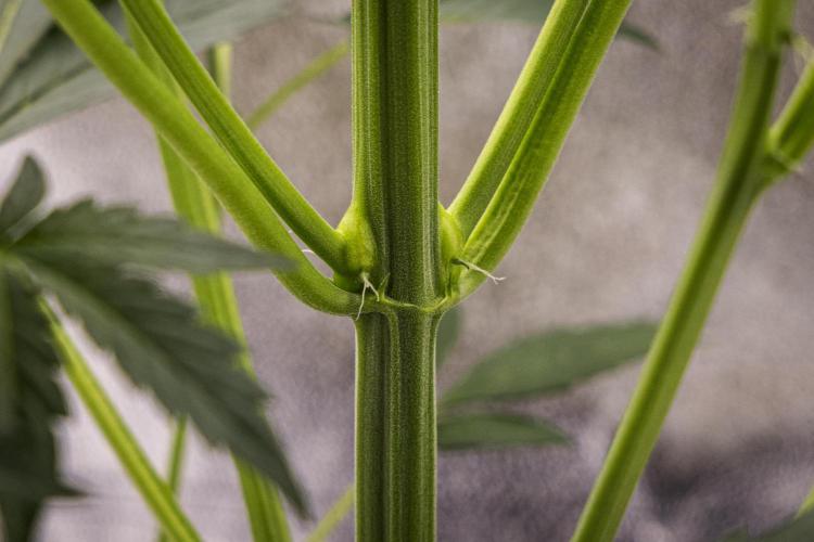 Sticky Queen - Farm #21. Week 3 - Sticky Queen - Day 21.