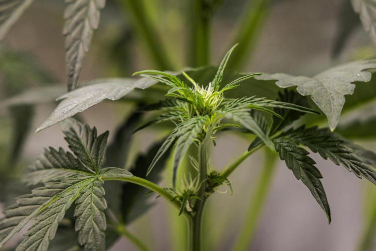 Sticky Queen - Farm #21. Week 3 - Sticky Queen - Day 21.