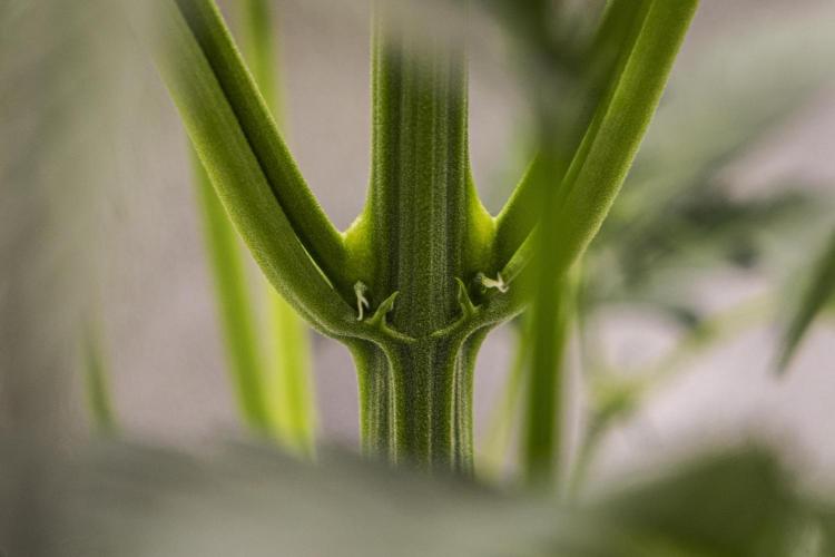 Sticky Queen - Farm #21. Week 3 - Sticky Queen - Day 21.