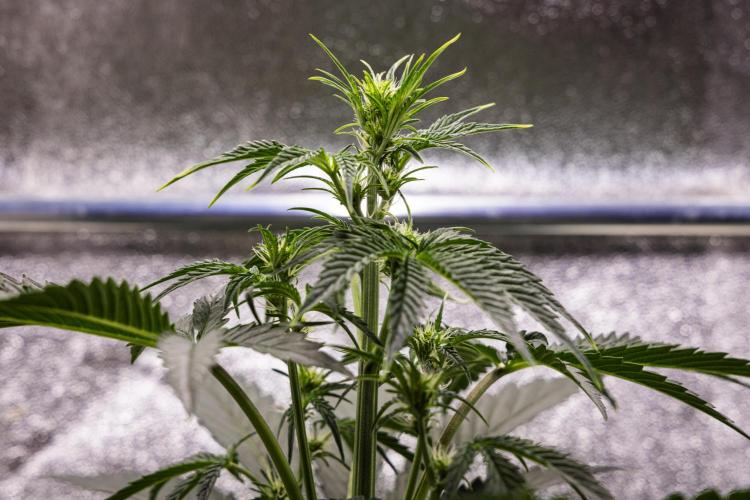 Sticky Queen - Farm #21. Week 3 - Sticky Queen - Day 21.