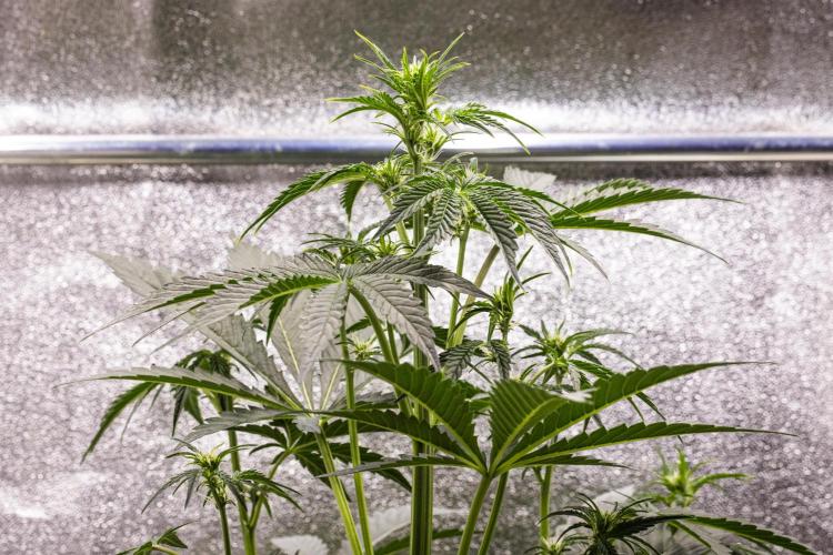 Sticky Queen - Farm #21. Week 3 - Sticky Queen - Day 21.