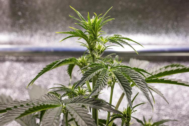 Sticky Queen - Farm #21. Week 3 - Sticky Queen - Day 21.