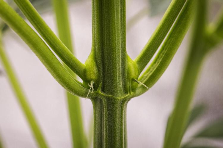 Sticky Queen - Farm #21. Week 3 - Sticky Queen - Day 21.
