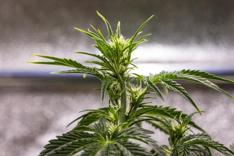 Sticky Queen - Farm #21. Week 3 - Sticky Queen - Day 21.