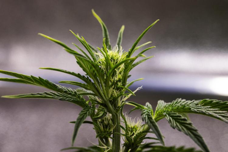 Sticky Queen - Farm #21. Week 3 - Sticky Queen - Day 21.