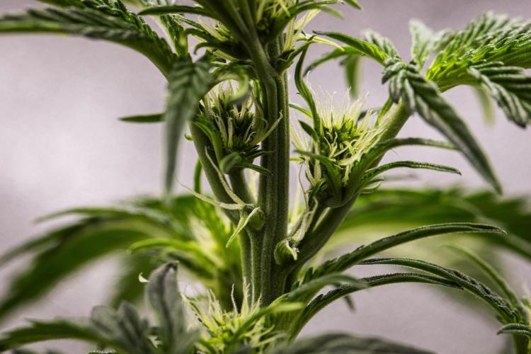 Sticky Queen - Farm #21. Week 3 - Sticky Queen - Day 21.