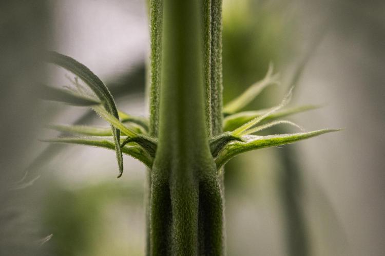 Sticky Queen - Farm #21. Week 3 - Sticky Queen - Day 21.