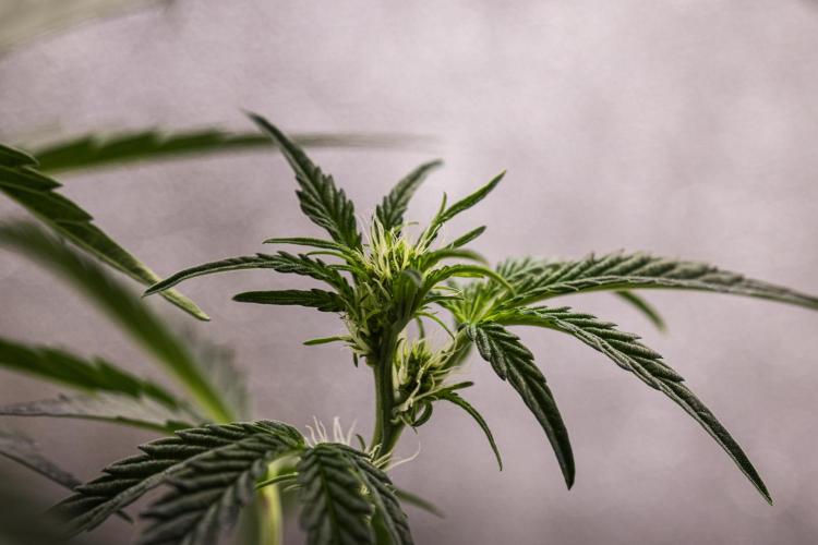 Sticky Queen - Farm #21. Week 3 - Sticky Queen - Day 21.