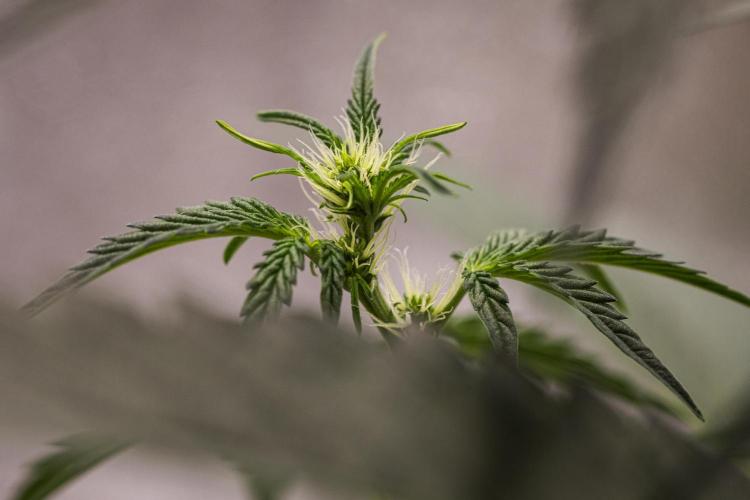 Sticky Queen - Farm #21. Week 3 - Sticky Queen - Day 21.