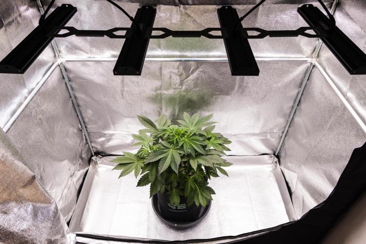 Tropicana Cookies Purple - Farm #21. Week 3 - Tropicana Cookies - Day 21.