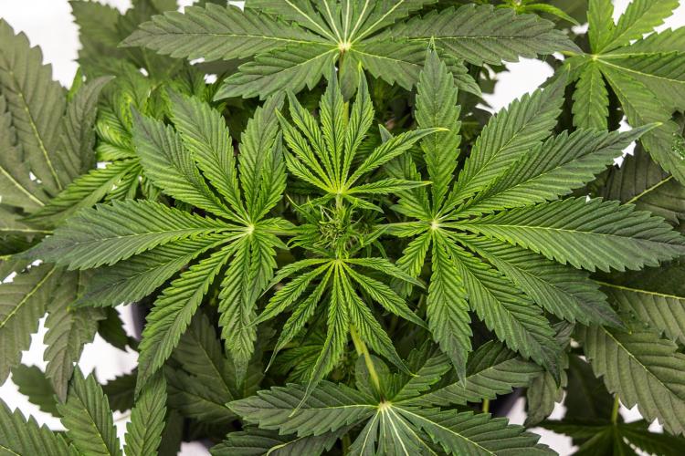 Tropicana Cookies Purple - Farm #21. Week 3 - Tropicana Cookies - Day 21.