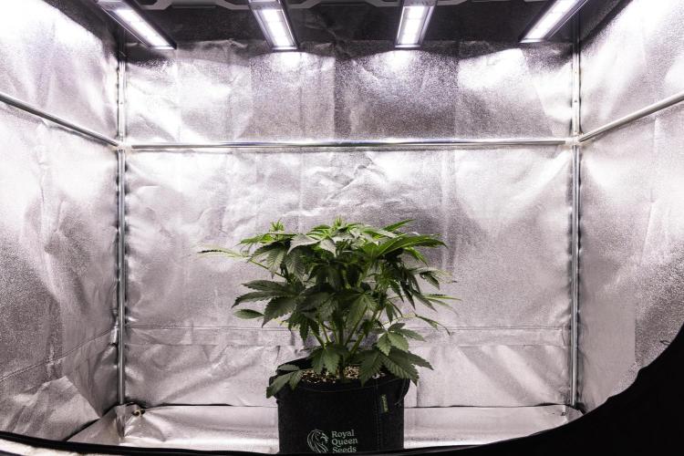 Tropicana Cookies Purple - Farm #21. Week 3 - Tropicana Cookies - Day 21.