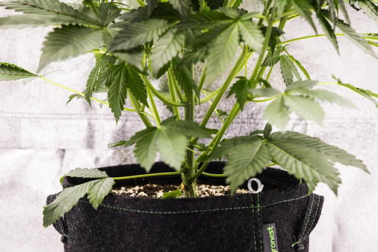 Tropicana Cookies Purple - Farm #21. Week 3 - Tropicana Cookies - Day 21.