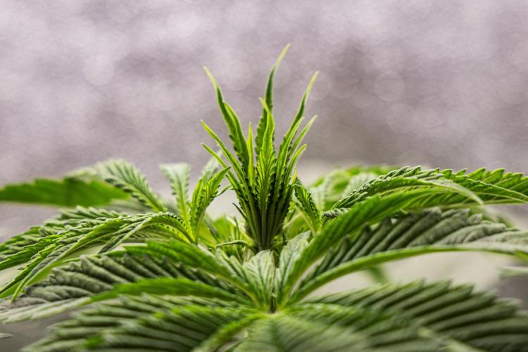 Tropicana Cookies Purple - Farm #21. Week 3 - Tropicana Cookies - Day 21.