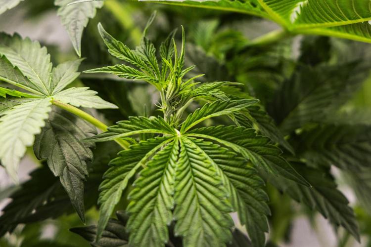 Tropicana Cookies Purple - Farm #21. Week 3 - Tropicana Cookies - Day 21.