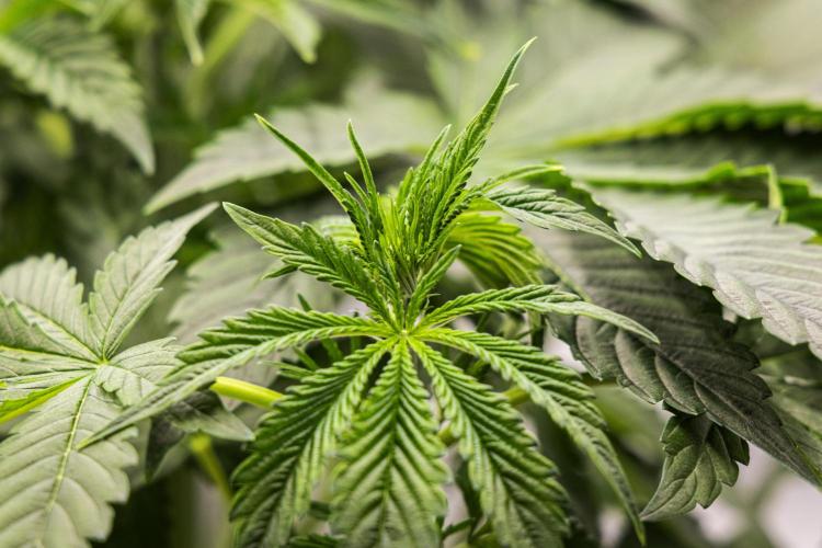 Tropicana Cookies Purple - Farm #21. Week 3 - Tropicana Cookies - Day 21.