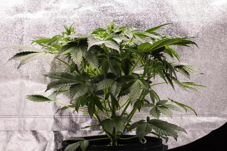 Tropicana Cookies Purple - Farm #21. Week 3 - Tropicana Cookies - Day 21.