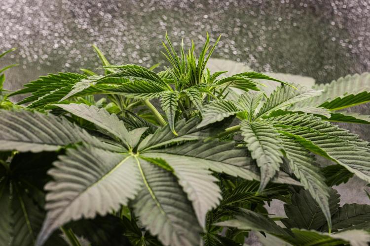 Tropicana Cookies Purple - Farm #21. Week 3 - Tropicana Cookies - Day 21.