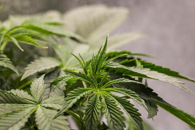 Tropicana Cookies Purple - Farm #21. Week 3 - Tropicana Cookies - Day 21.