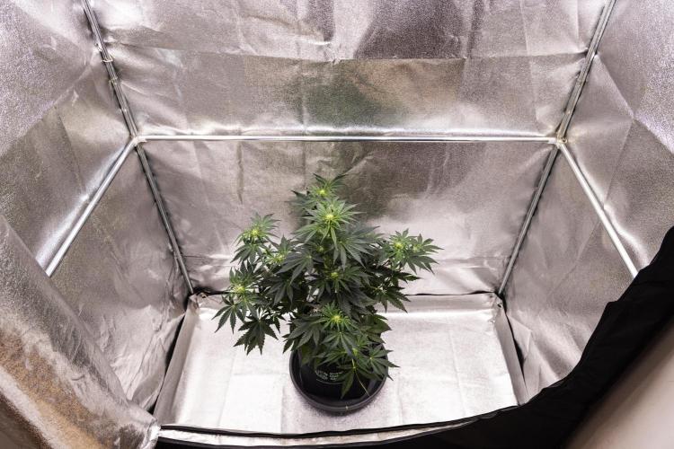 Royal Creamatic - Farm #21. Week 4 - Royal Creamatic - Day 28.