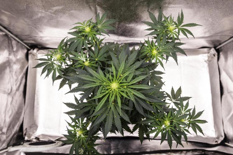 Royal Creamatic - Farm #21. Week 4 - Royal Creamatic - Day 28.