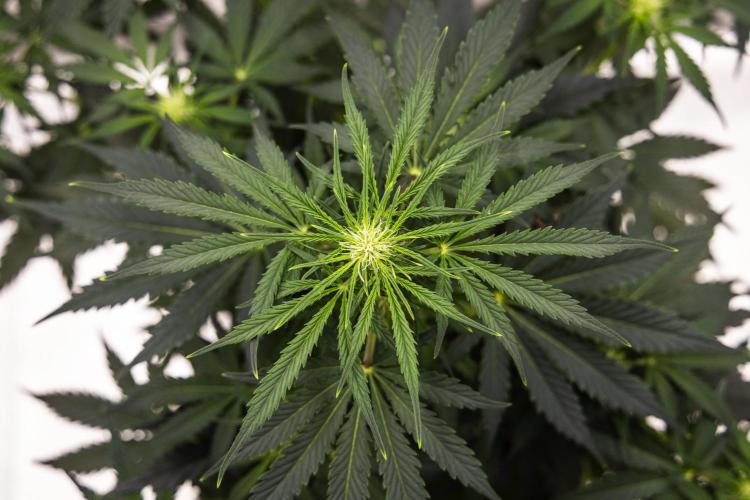 Royal Creamatic - Farm #21. Week 4 - Royal Creamatic - Day 28.