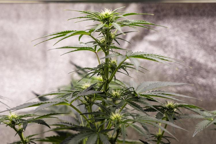 Royal Creamatic - Farm #21. Week 4 - Royal Creamatic - Day 28.