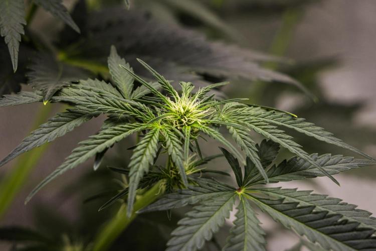 Royal Creamatic - Farm #21. Week 4 - Royal Creamatic - Day 28.