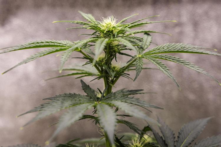 Royal Creamatic - Farm #21. Week 4 - Royal Creamatic - Day 28.