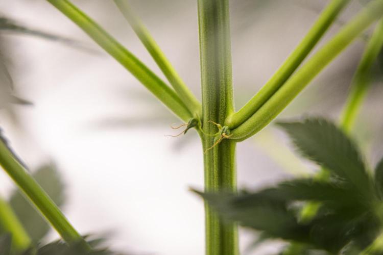 Royal Creamatic - Farm #21. Week 4 - Royal Creamatic - Day 28.